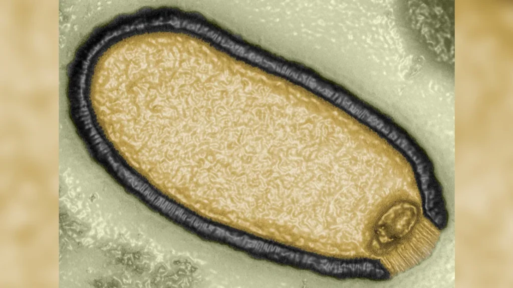 This microphoto shows Pithovirus sibericum, isolated from a 30,000-year-old permafrost sample in 2014, enhanced using computer technology.